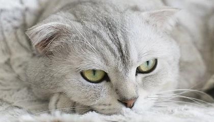 开云在线-节奏混乱时球员应如何优先选择防守站位，节奏型控卫的球鞋