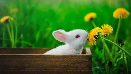 开云在线-节奏混乱时球员应如何优先选择防守站位，节奏型控卫的球鞋